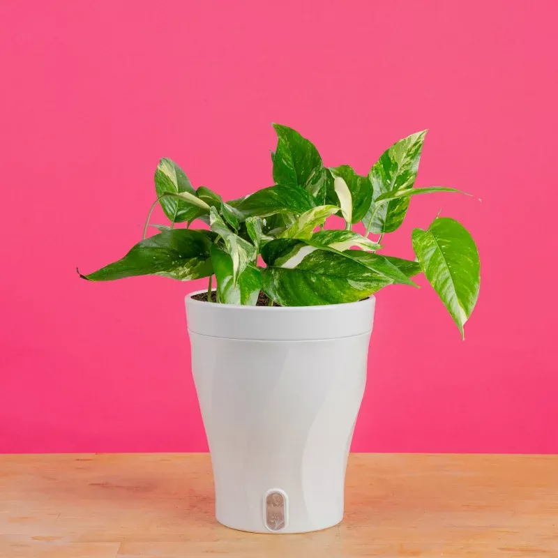 Albo Pothos | medium