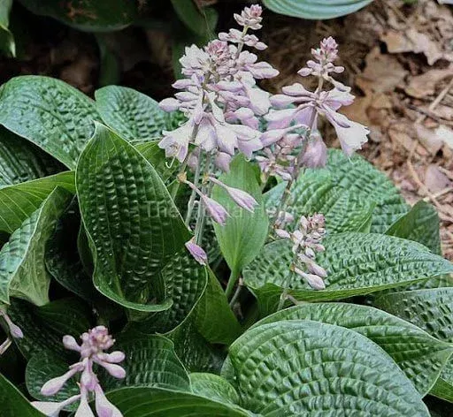 Alligator Rock Hosta