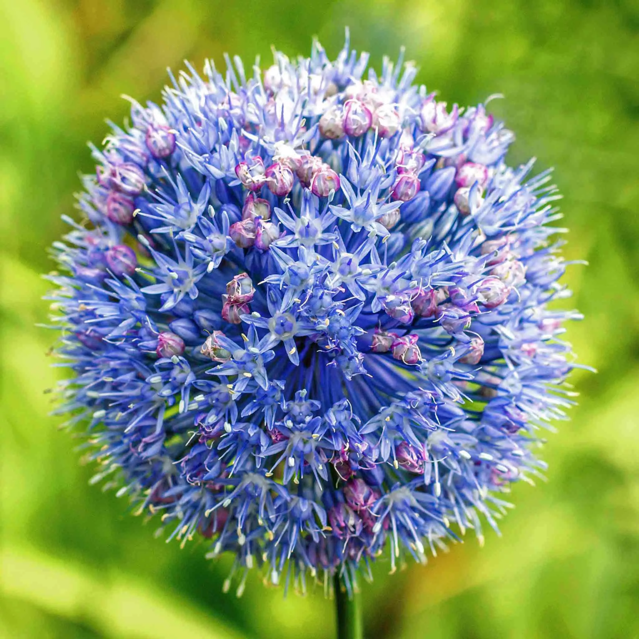 Allium Bulbs 'Caeruleum'