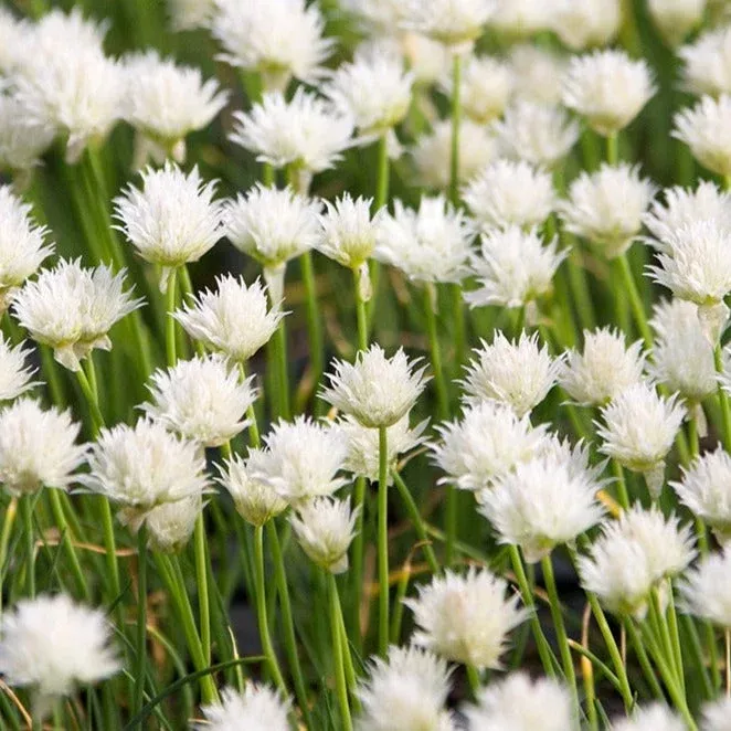 Allium schoenoprasum ‘Snowcap’