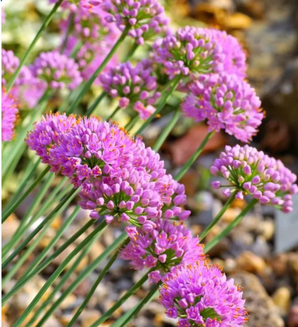 Allium senescens ‘Glaucum'(German Garlic)