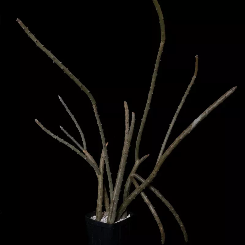 Alluadia dumosa