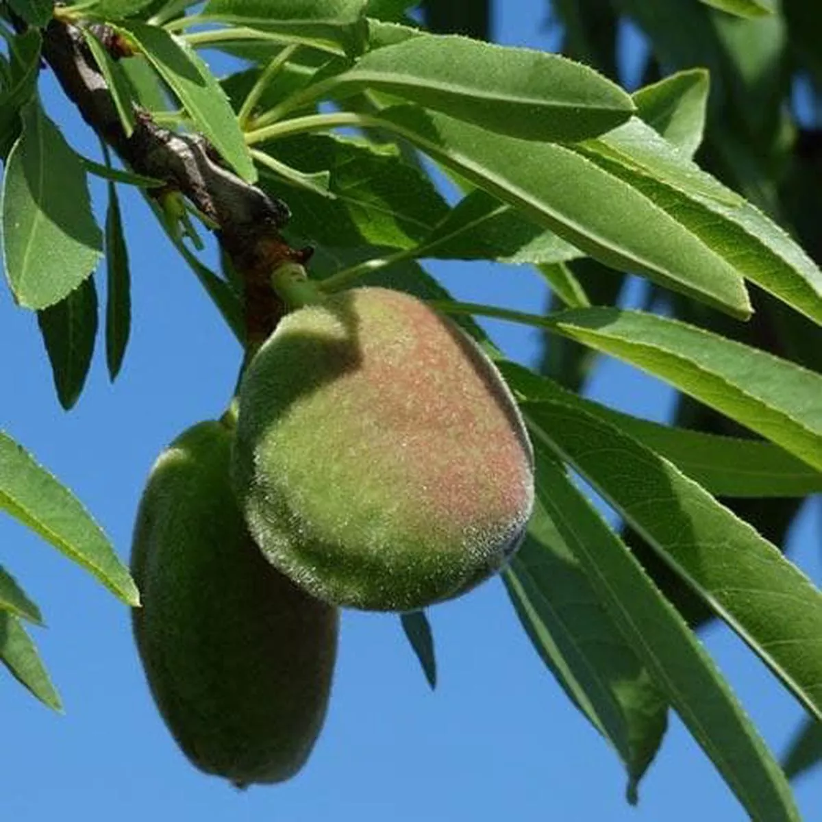 Almond – Prunus dulcis Robijn