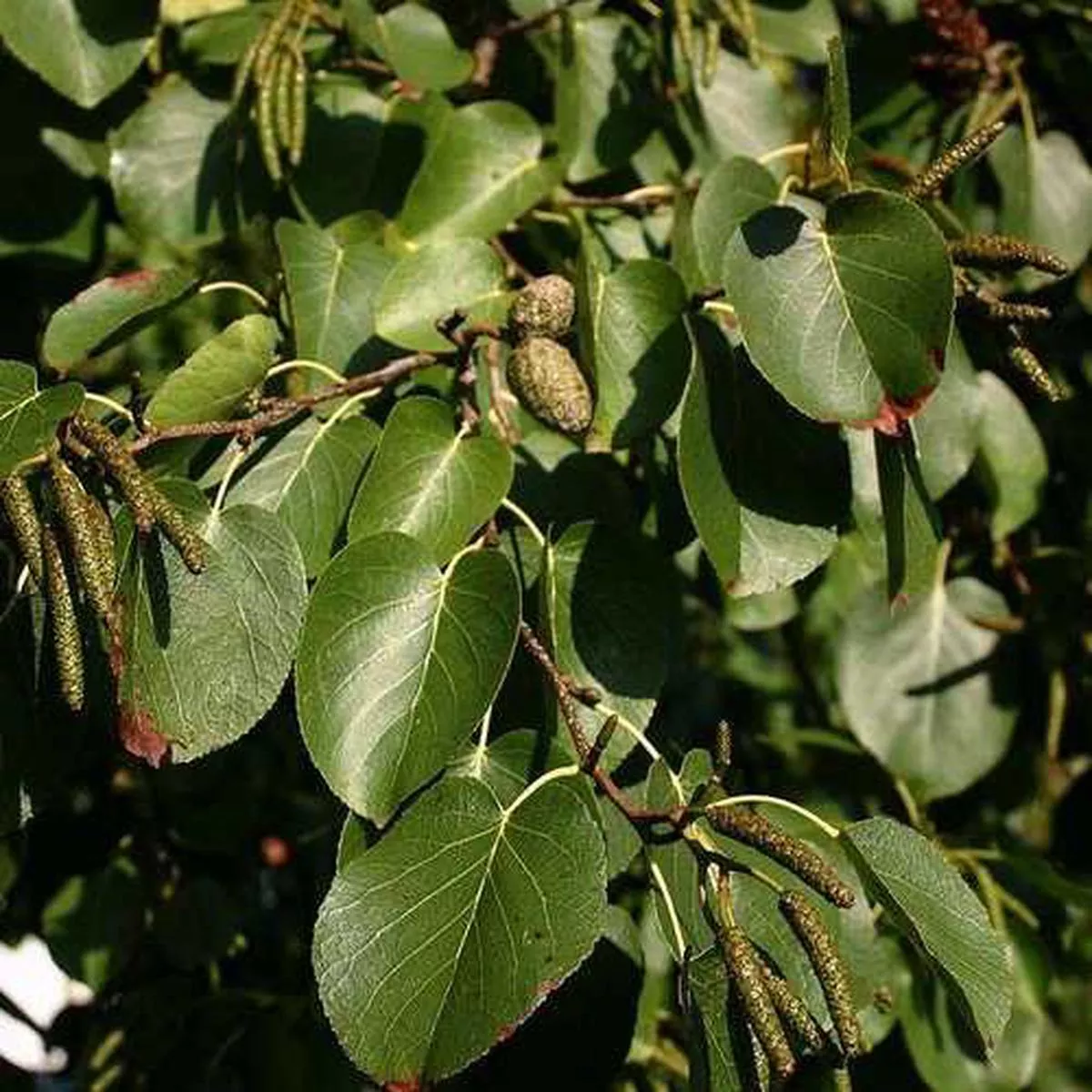 Alnus cordata – Italian Alder