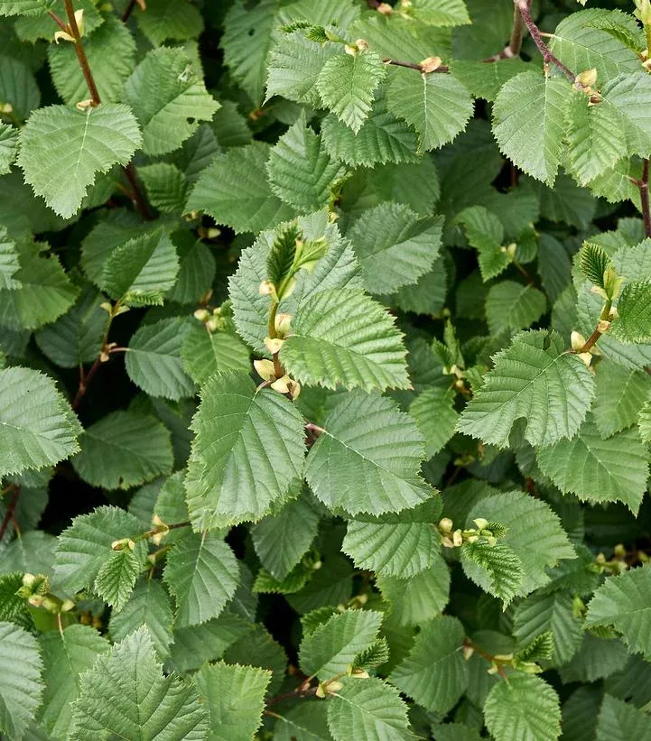 Alnus Rugosa