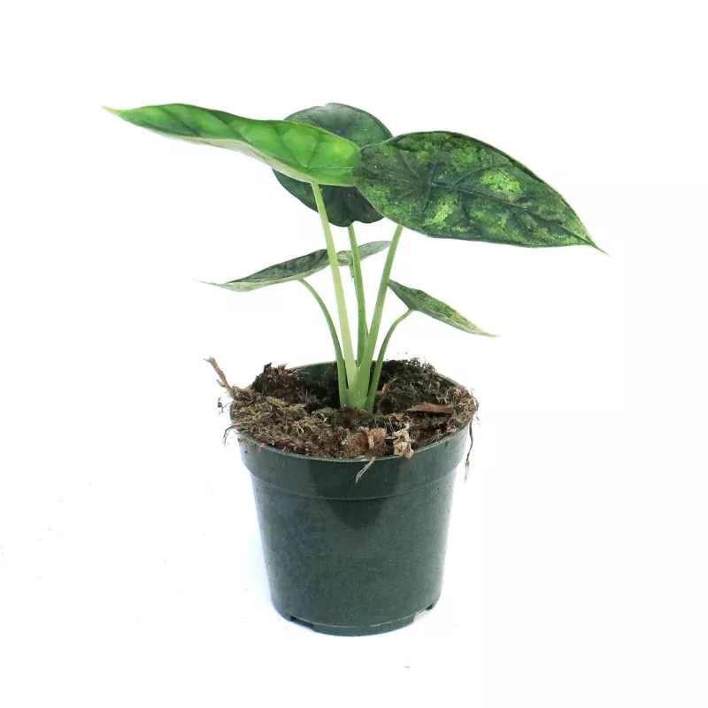 Alocasia, 4in, Beginda Dragon Scale Mint