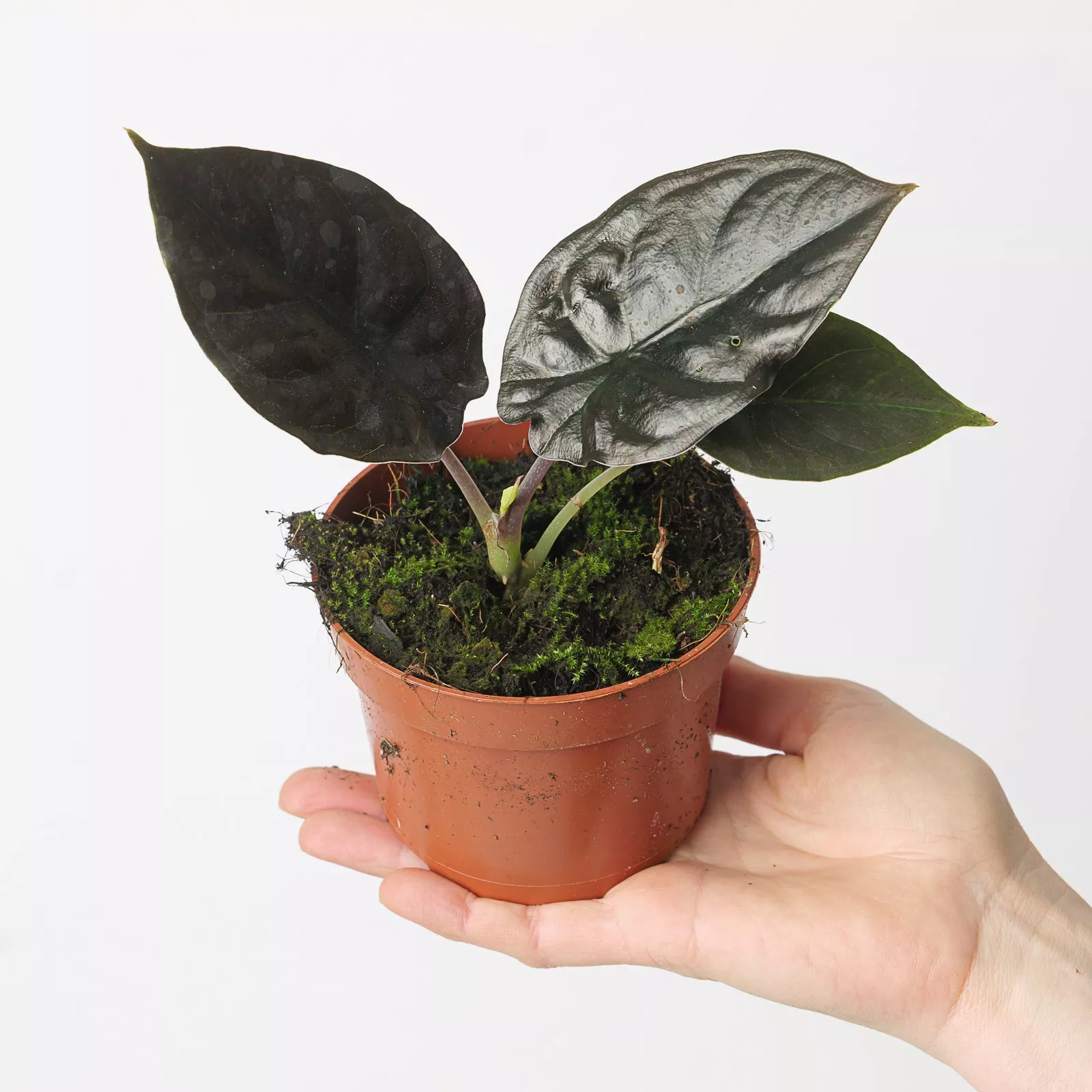 Alocasia Infernalis 'Black Magic'