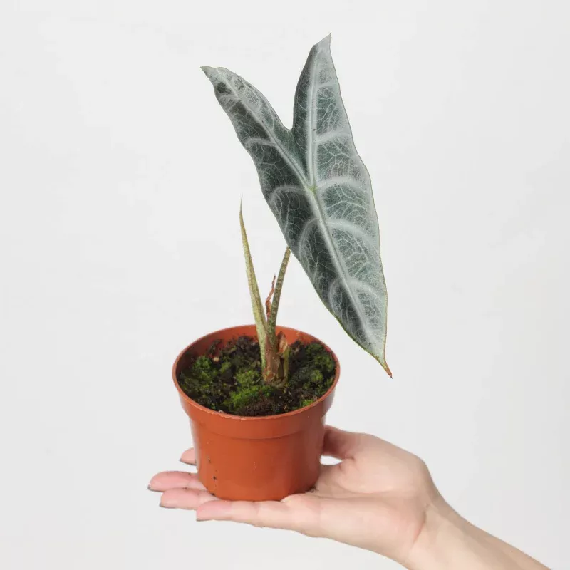 Alocasia longiloba 'Silver'