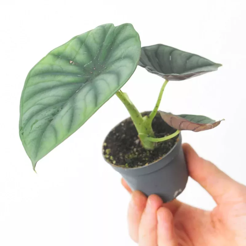 Alocasia 'Nebula Silver'