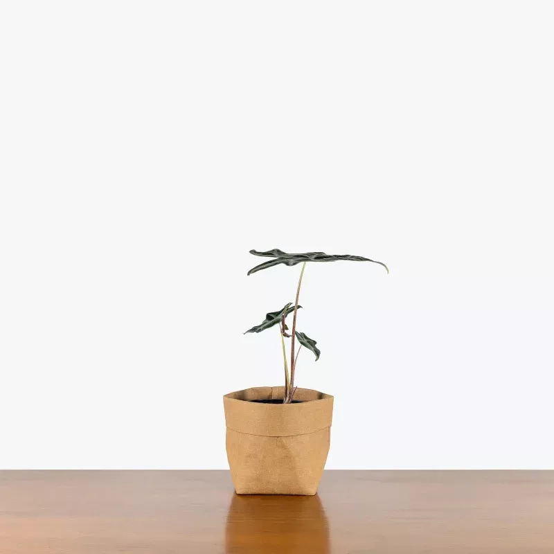 Alocasia Nobilis