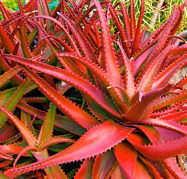 Aloe cameronii SEEDS