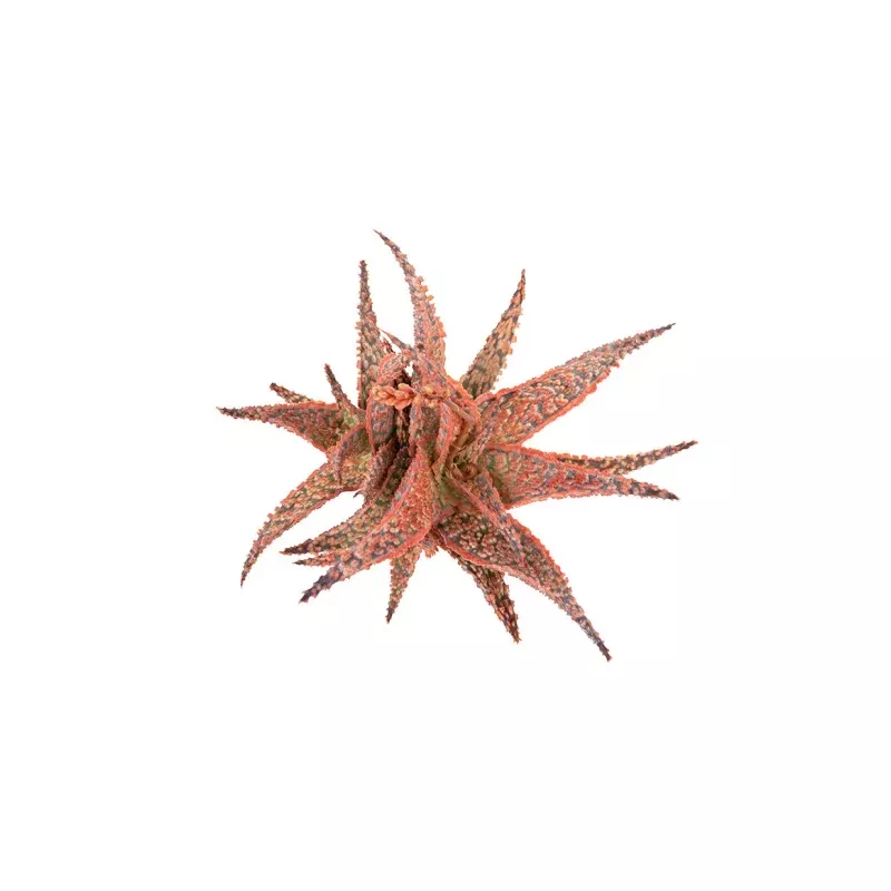 Aloe Crimson Dragon USPP32,644 - 3.5"