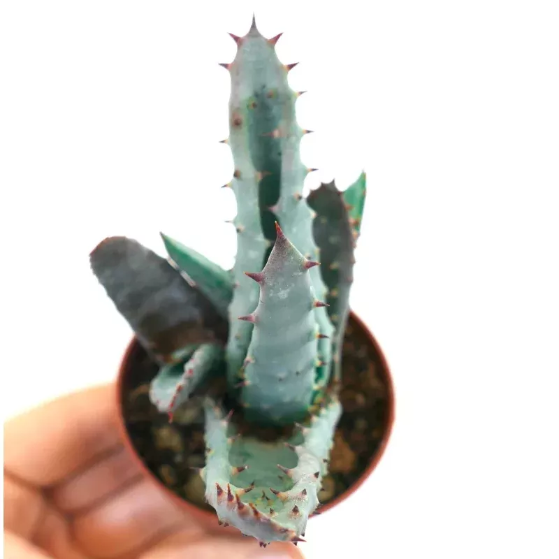Aloe spectabilis BLUE FORM full pot FK18