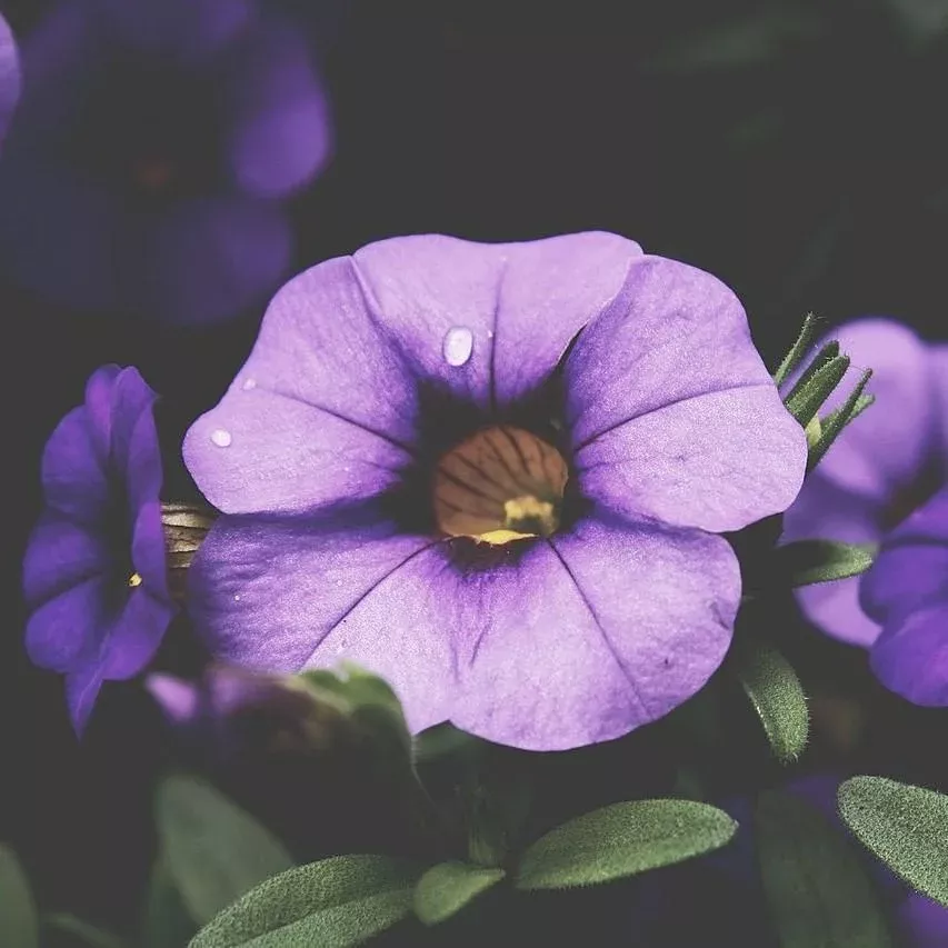 Aloha Kona True Blue Calibrachoa, Million Bells