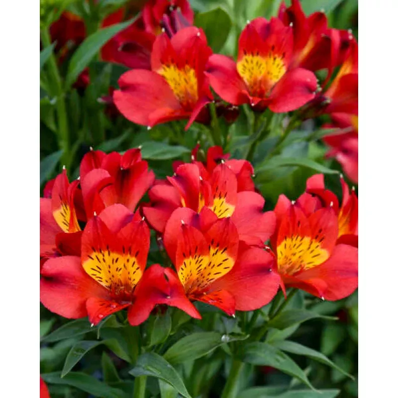Alstroemeria 'Summer Heat' (Peruvian Lily)