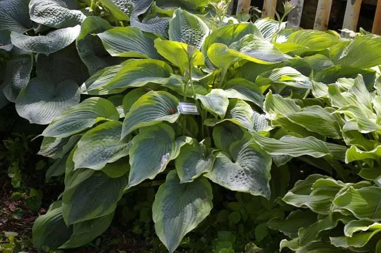 Alvatine Taylor Hosta