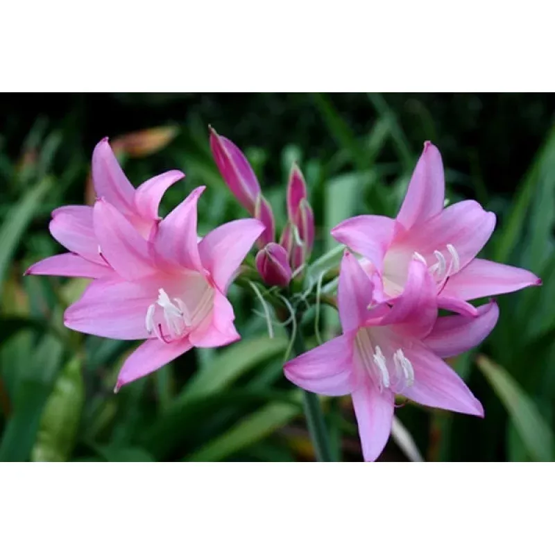 Amarcrinum Dorothy Hannibal