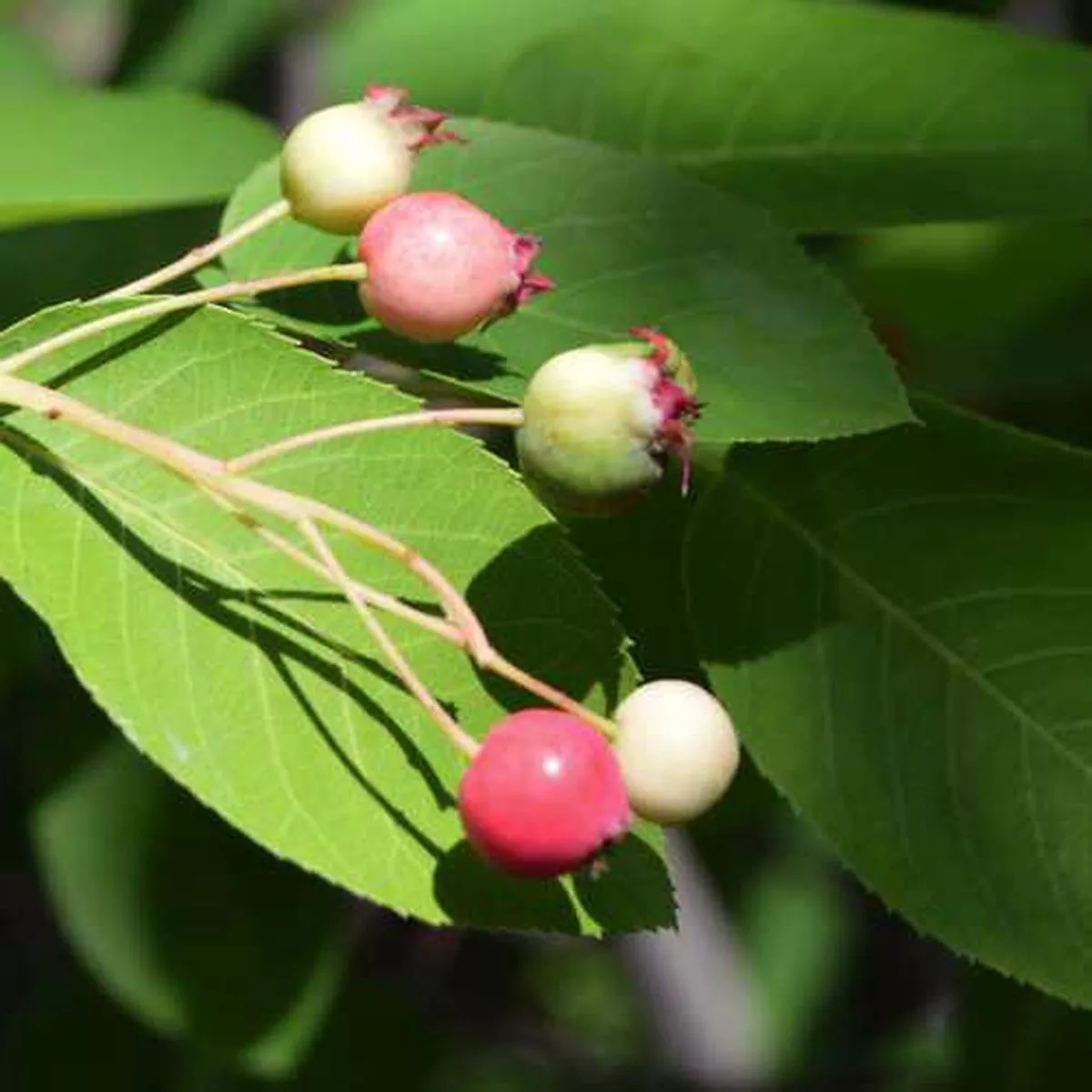 Amelanchier canadensis – Service Berry
