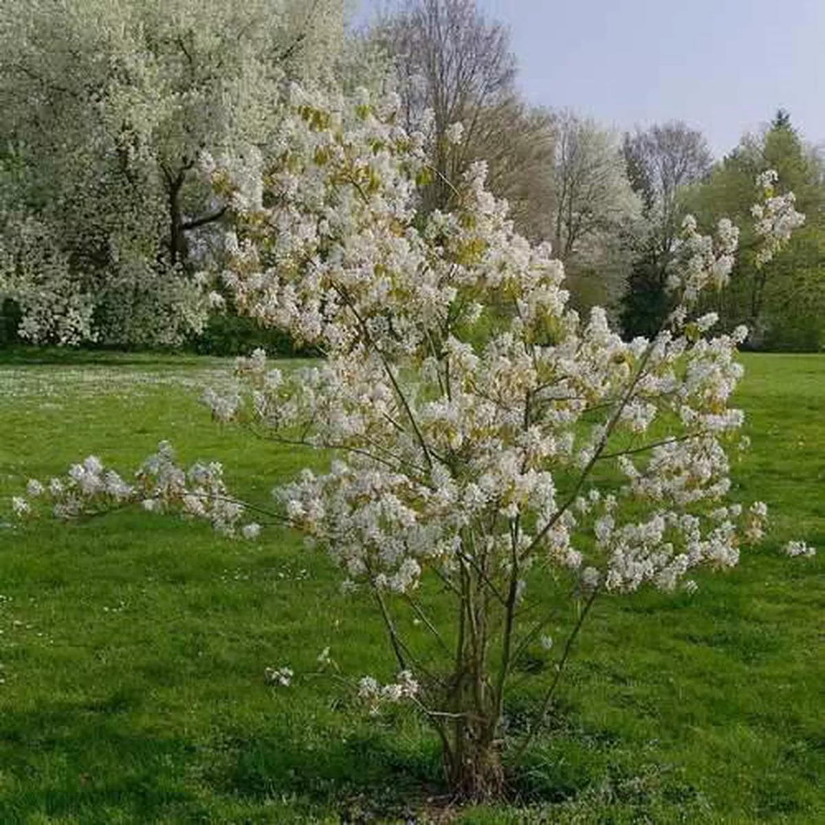 Amelanchier lamarckii – Snowy Mespilus Bareroot | 2-3ft