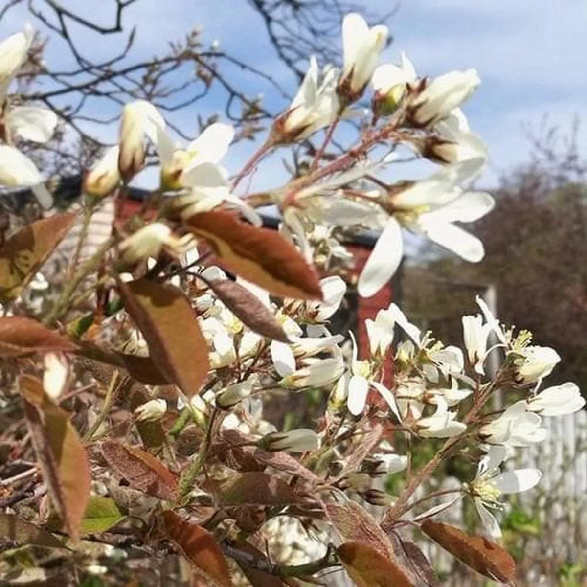 Amelanchier spicata