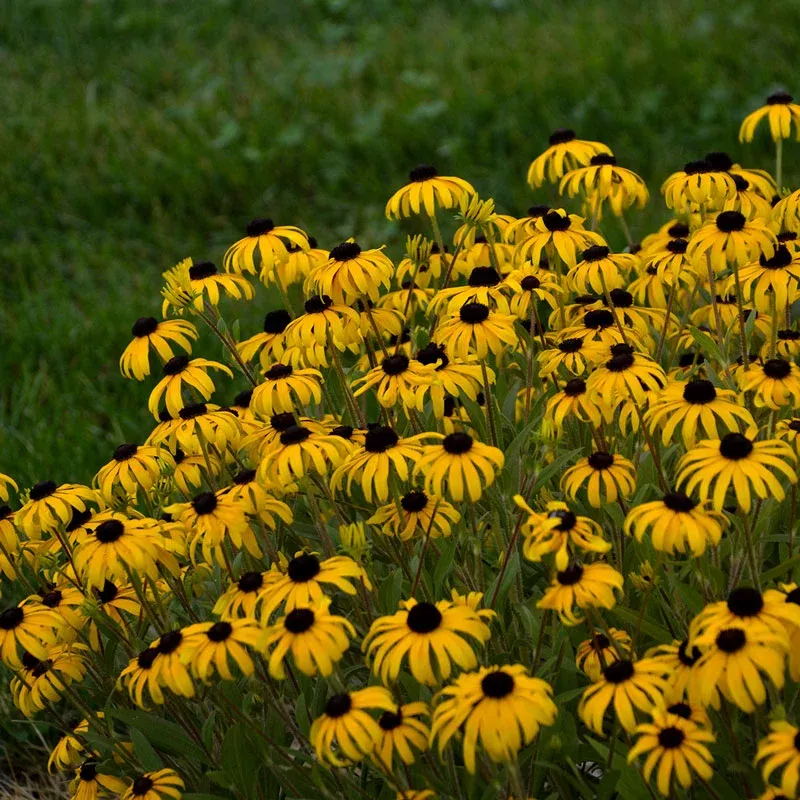‘American Gold Rush’ Black-Eyed Susan (Rudbeckia)