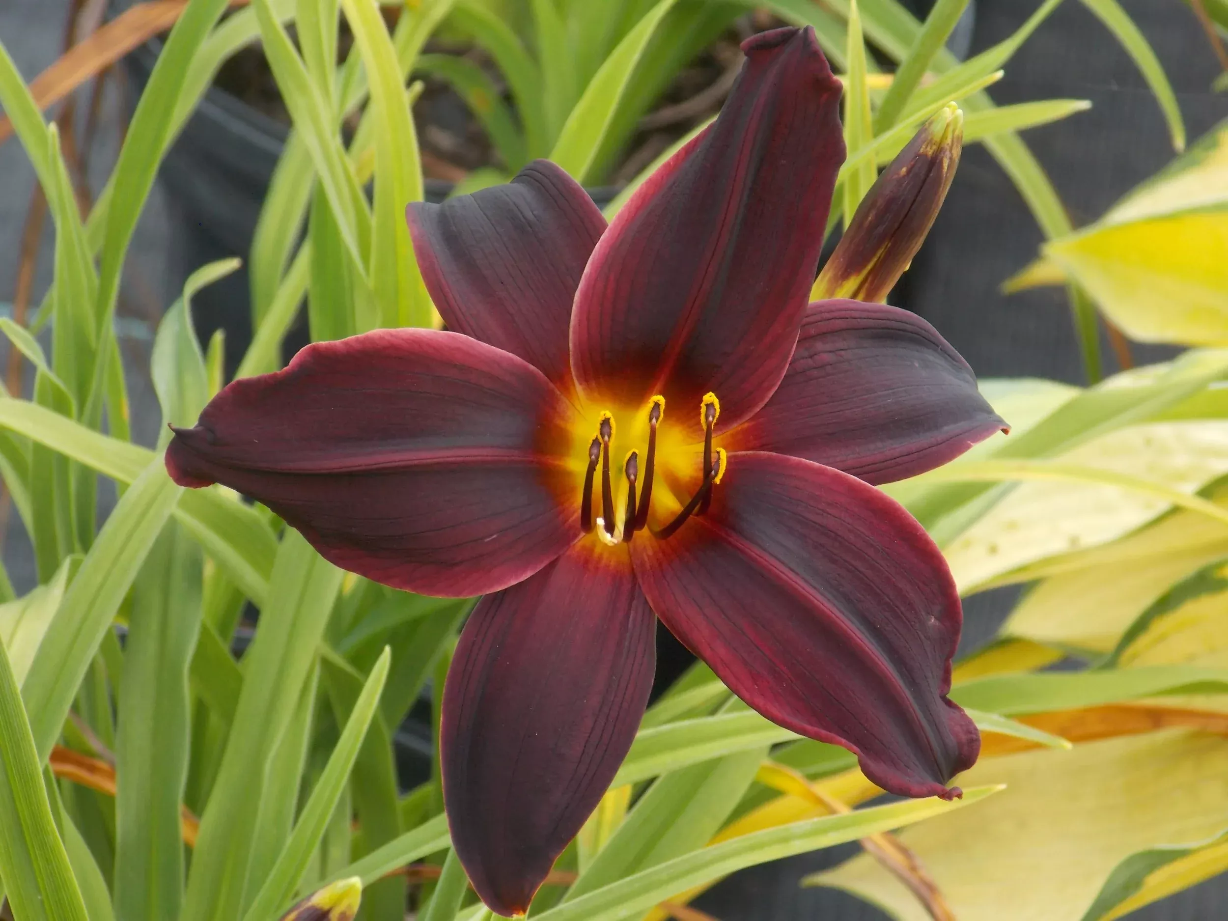 American Revolution Daylily