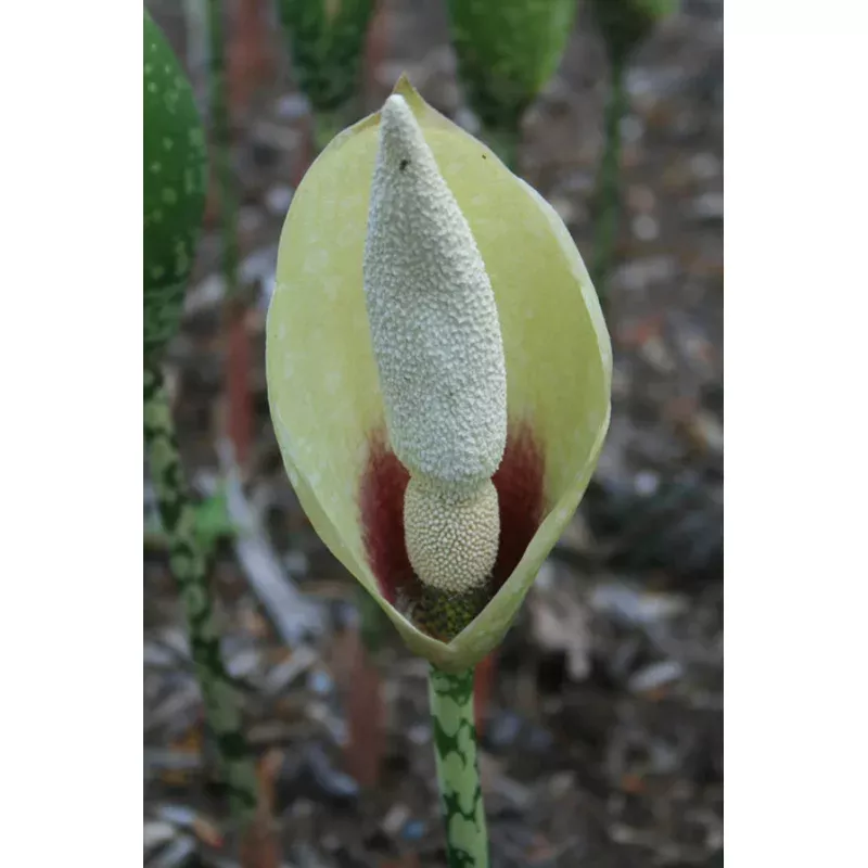 Amorphophallus dunnii