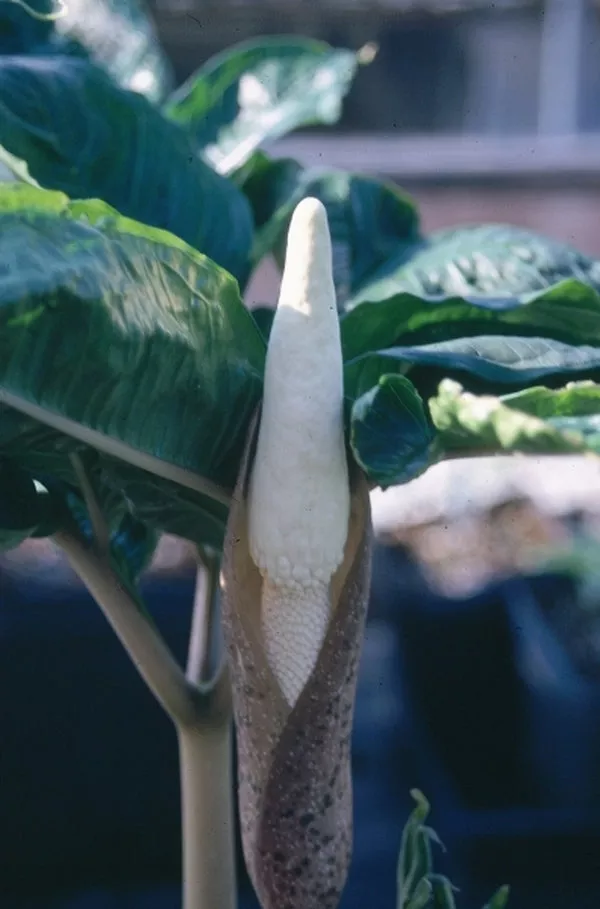 Amorphophallus excentricus PDN 1