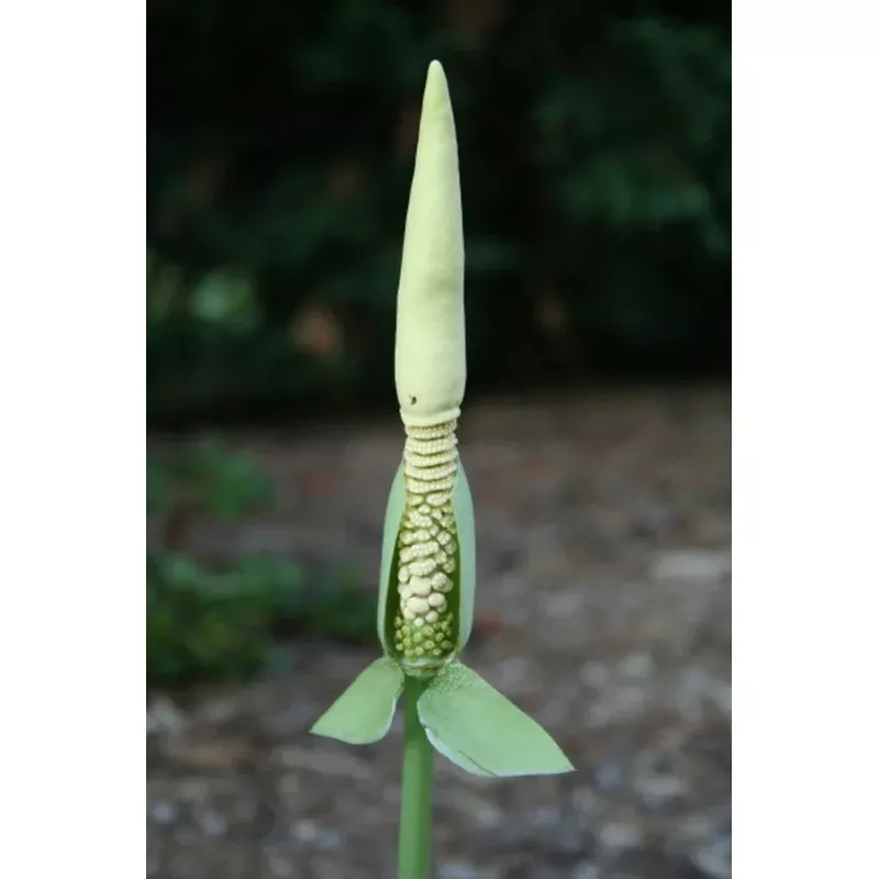 Amorphophallus interruptus PDN 1