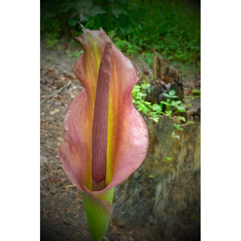 Amorphophallus konbus Glow Light