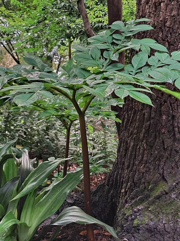 Amorphophallus konjac Nightstick