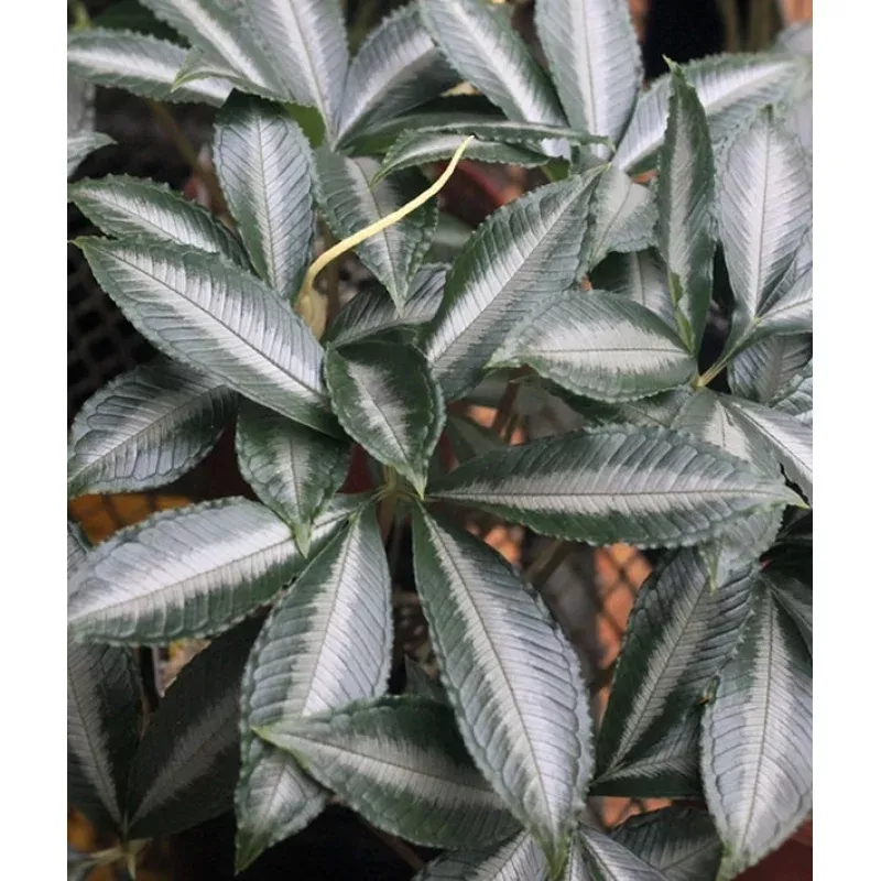 Amorphophallus myosuroides Silver Saddle