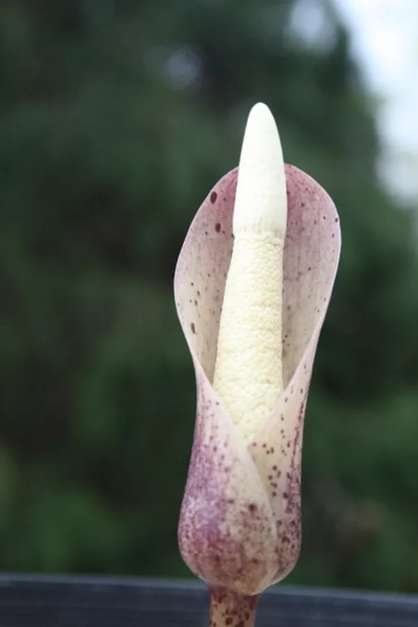 Amorphophallus ochroleucus PDN 1
