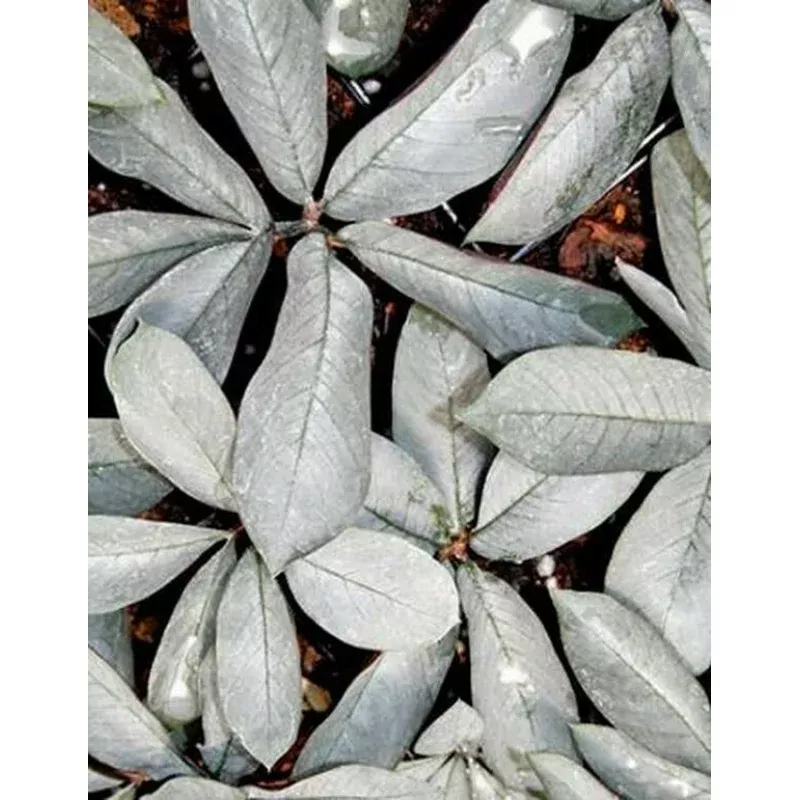 Amorphophallus pygmaeus Pewter Pan