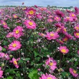 Anemone Fall in Love ‘Sweetly’ | Pixies Gardens