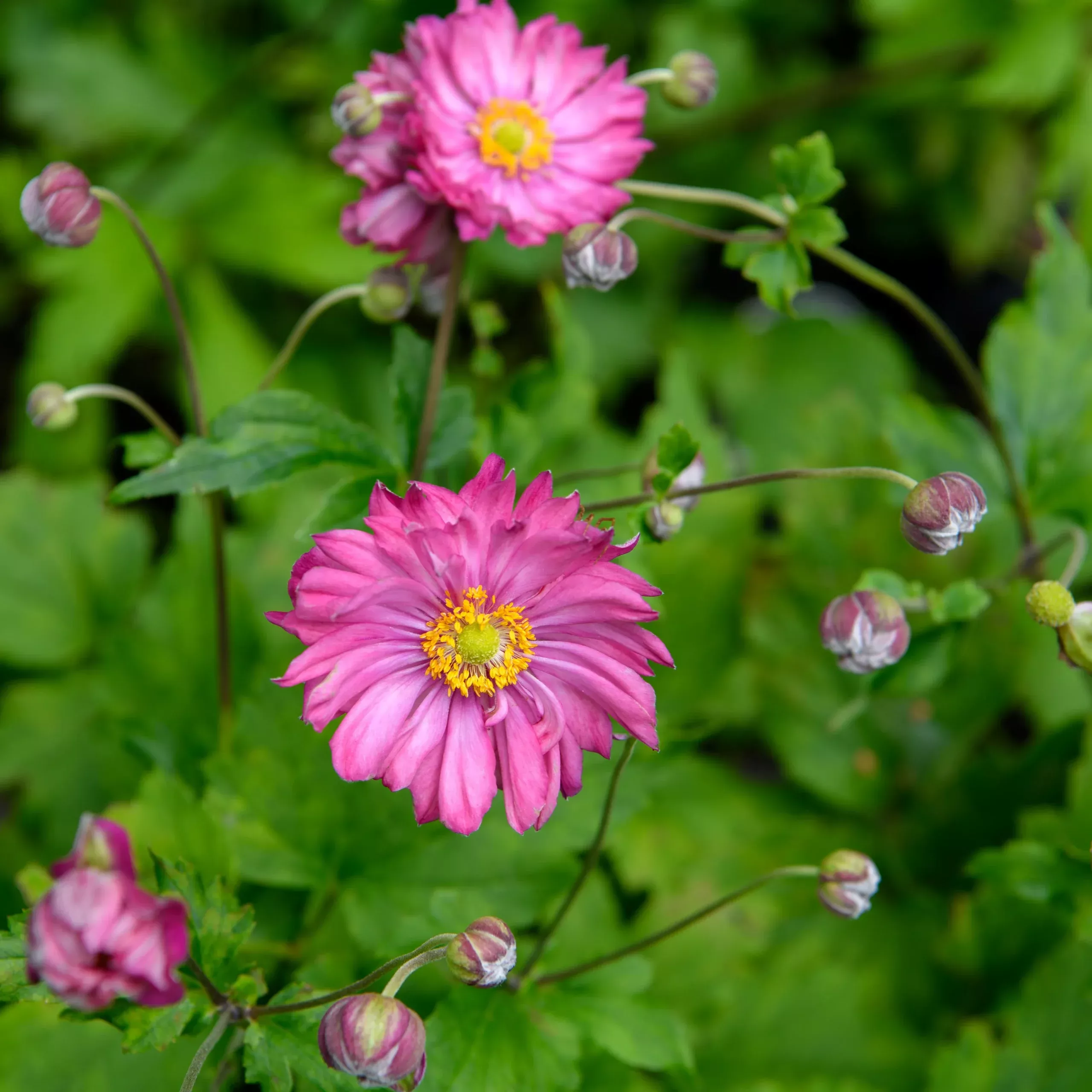 Anemone hybrida ‘Fall in Love Sweetly’