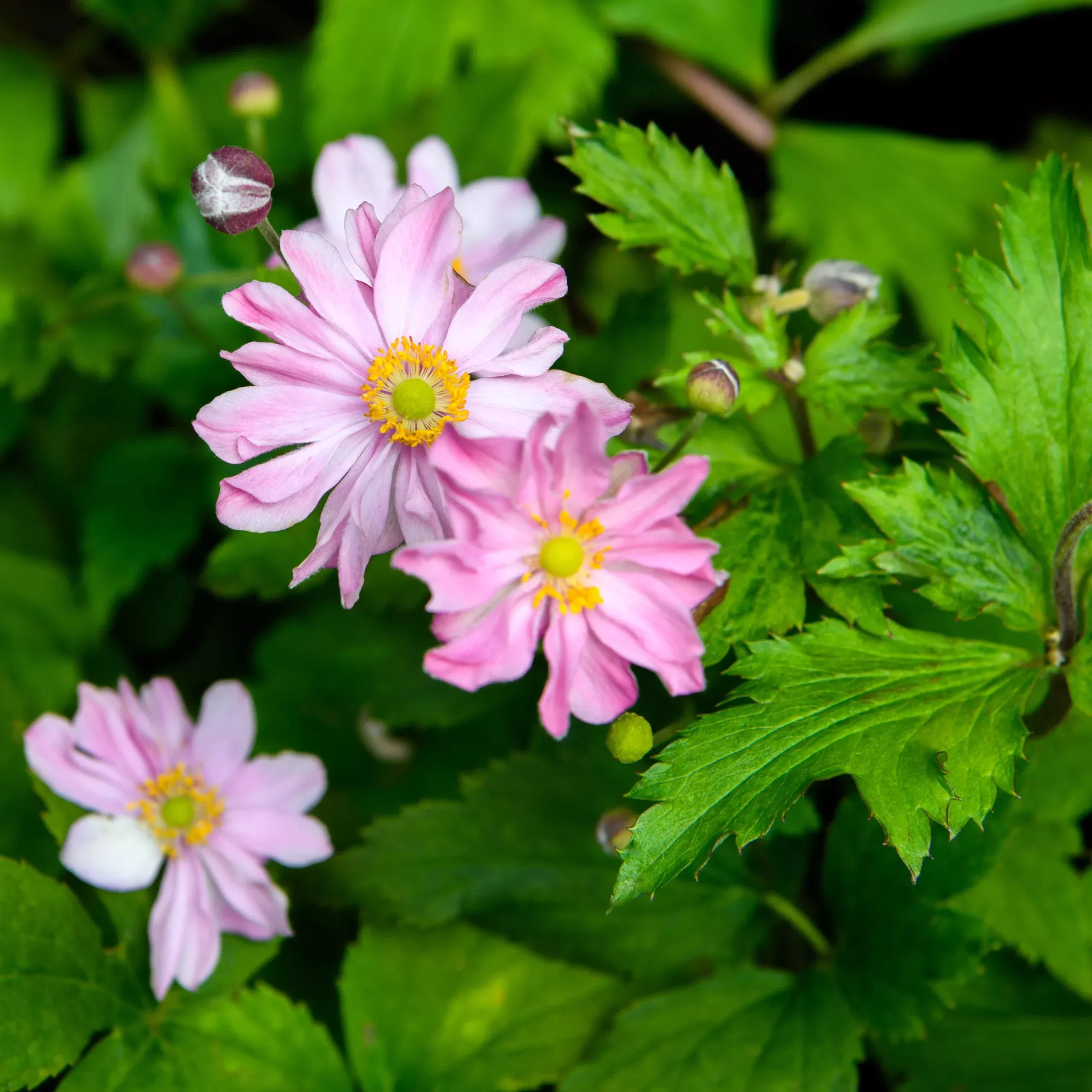Anemone hybrida ‘Pocahontas’