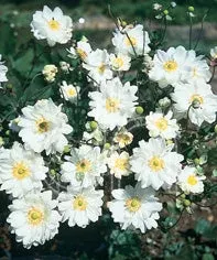 Anemone hybrida ‘Whirlwind’