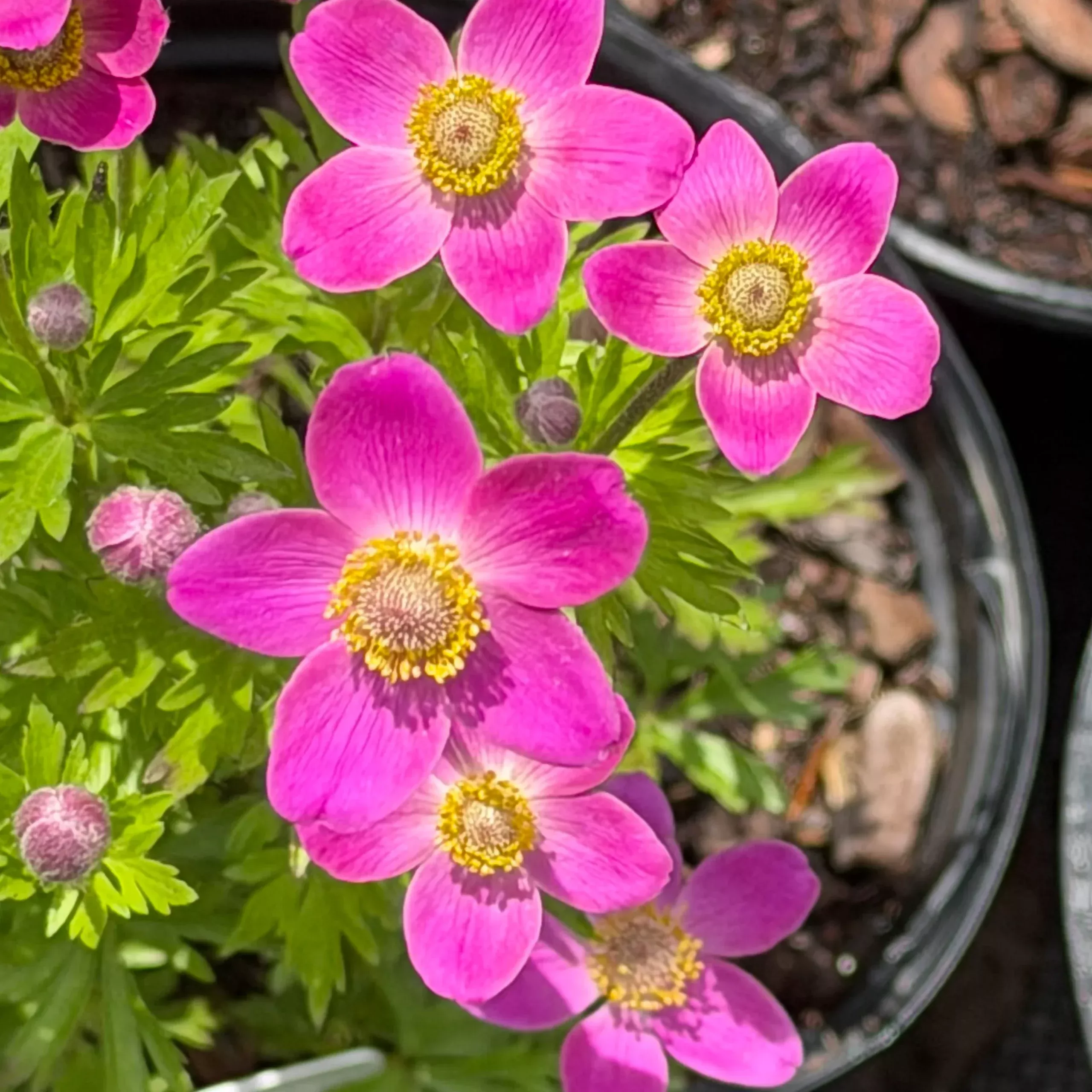 Anemone sylvestris ‘Spring Beauty Pink’