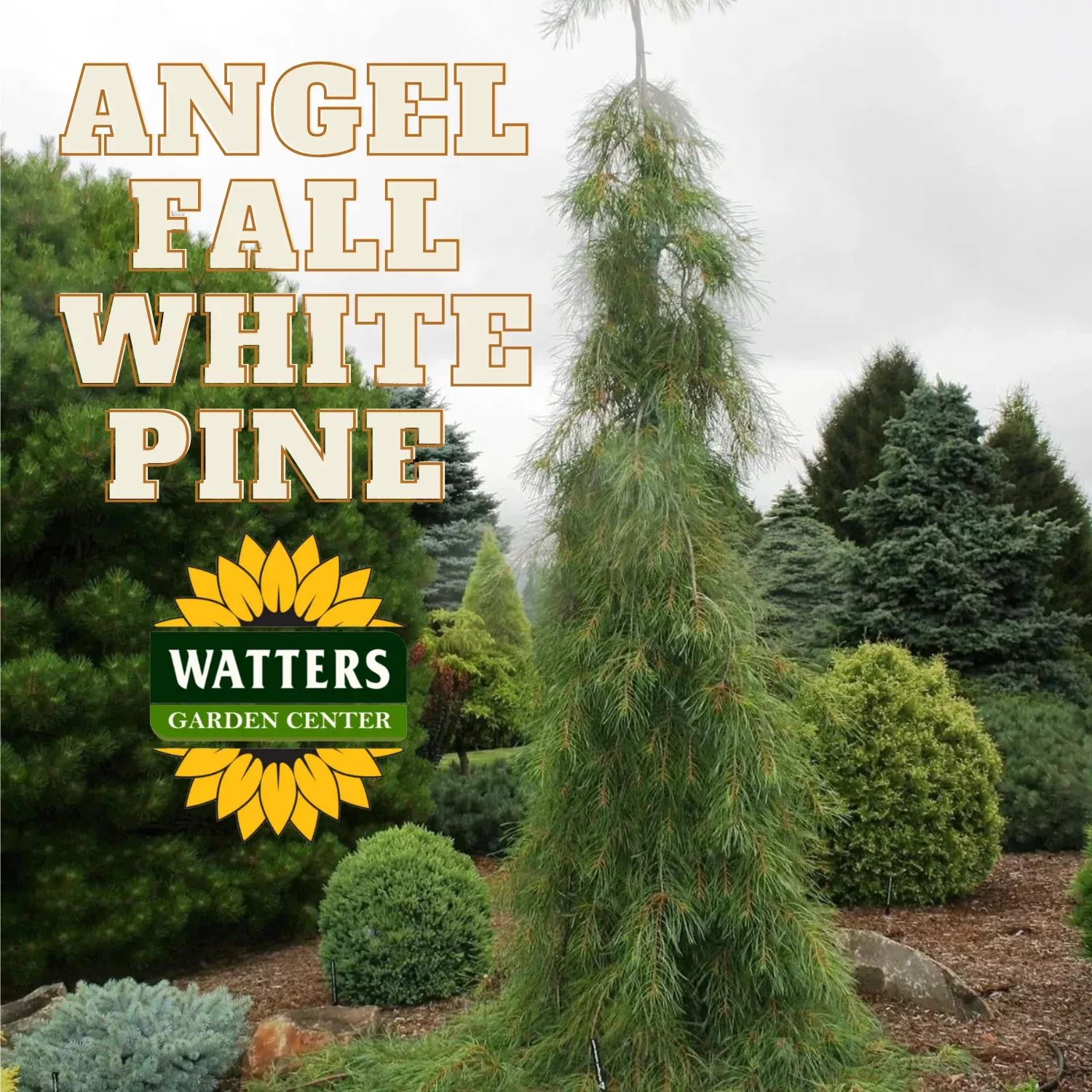 ANGEL FALLS WHITE PINE TREE 15gal