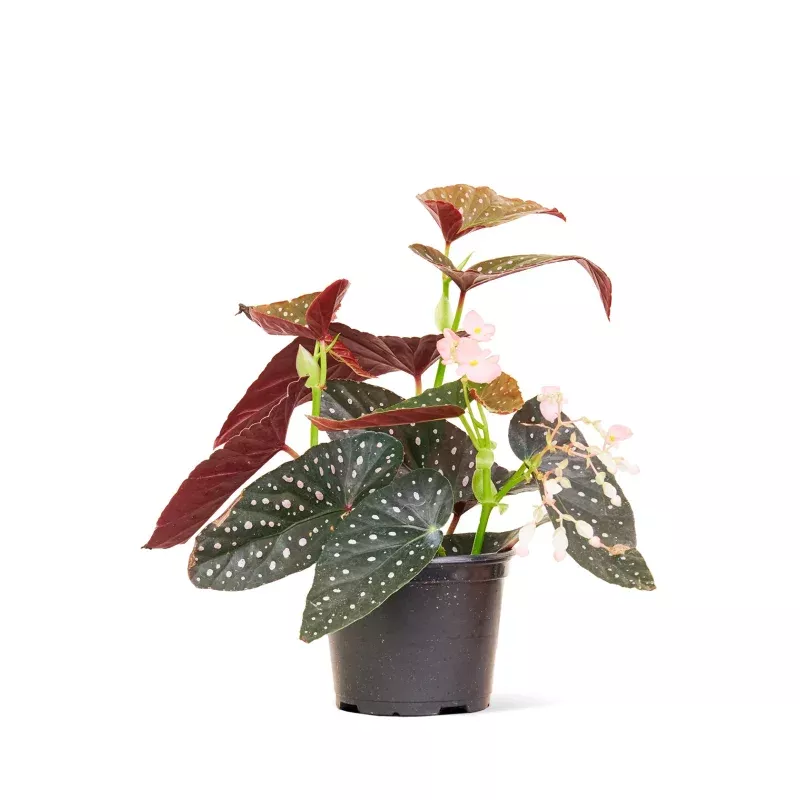 Angel Wing Begonia