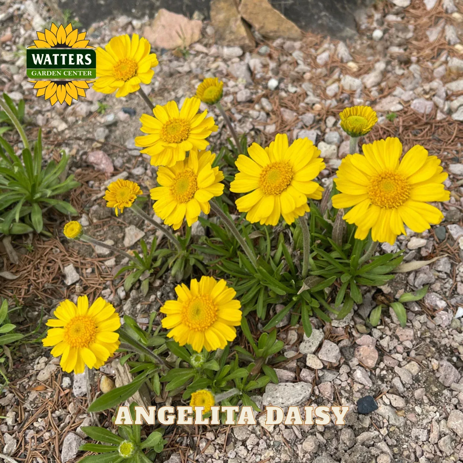 ANGELITA DAISY 1gal