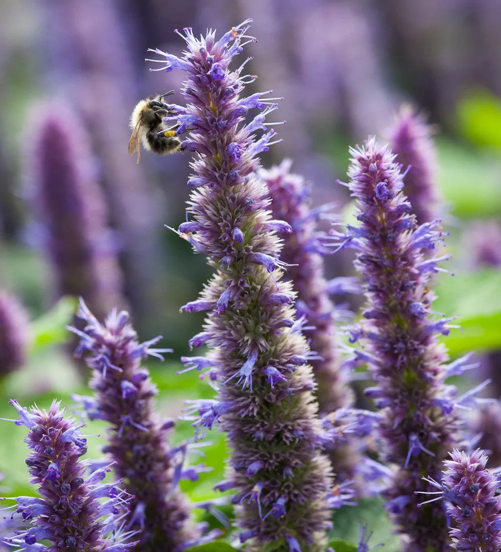Anise Hyssop – Agastache foeniculum