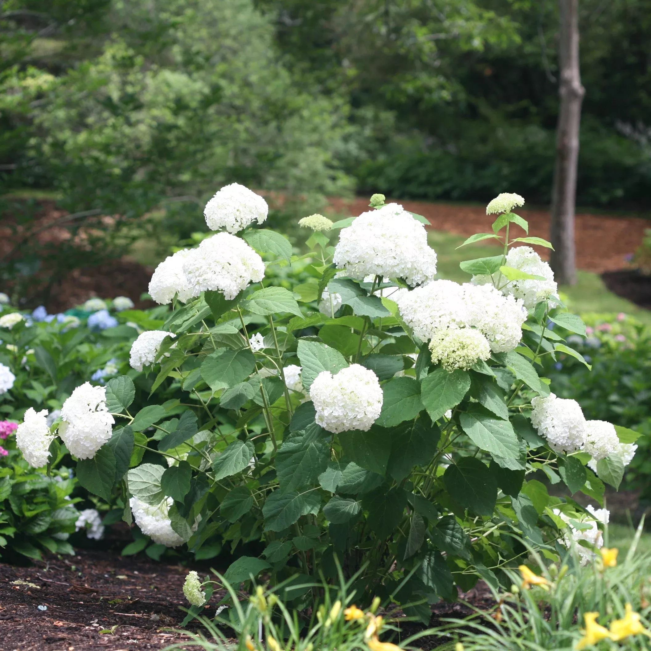 ‘Annabelle’ Smooth Hydrangea – DISCONTINUED