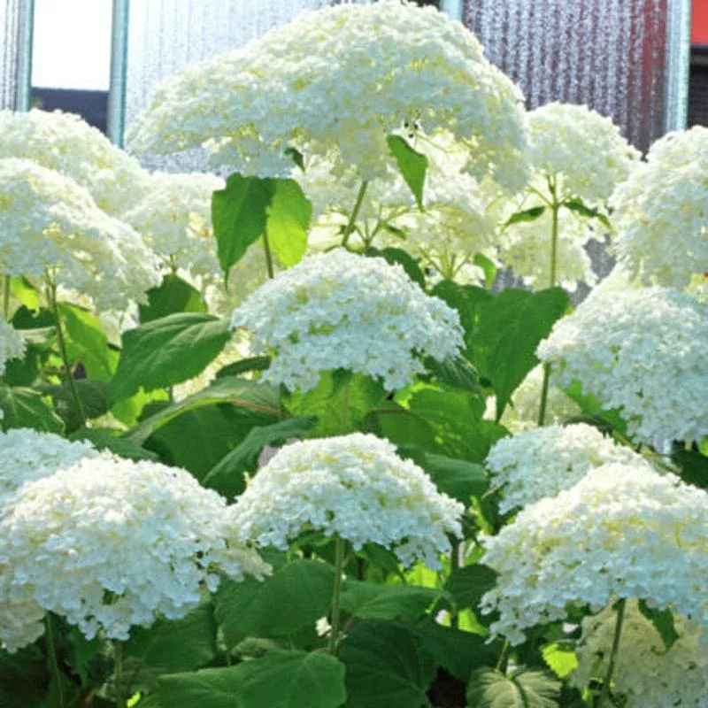 Annabelle Snowball Hydrangea