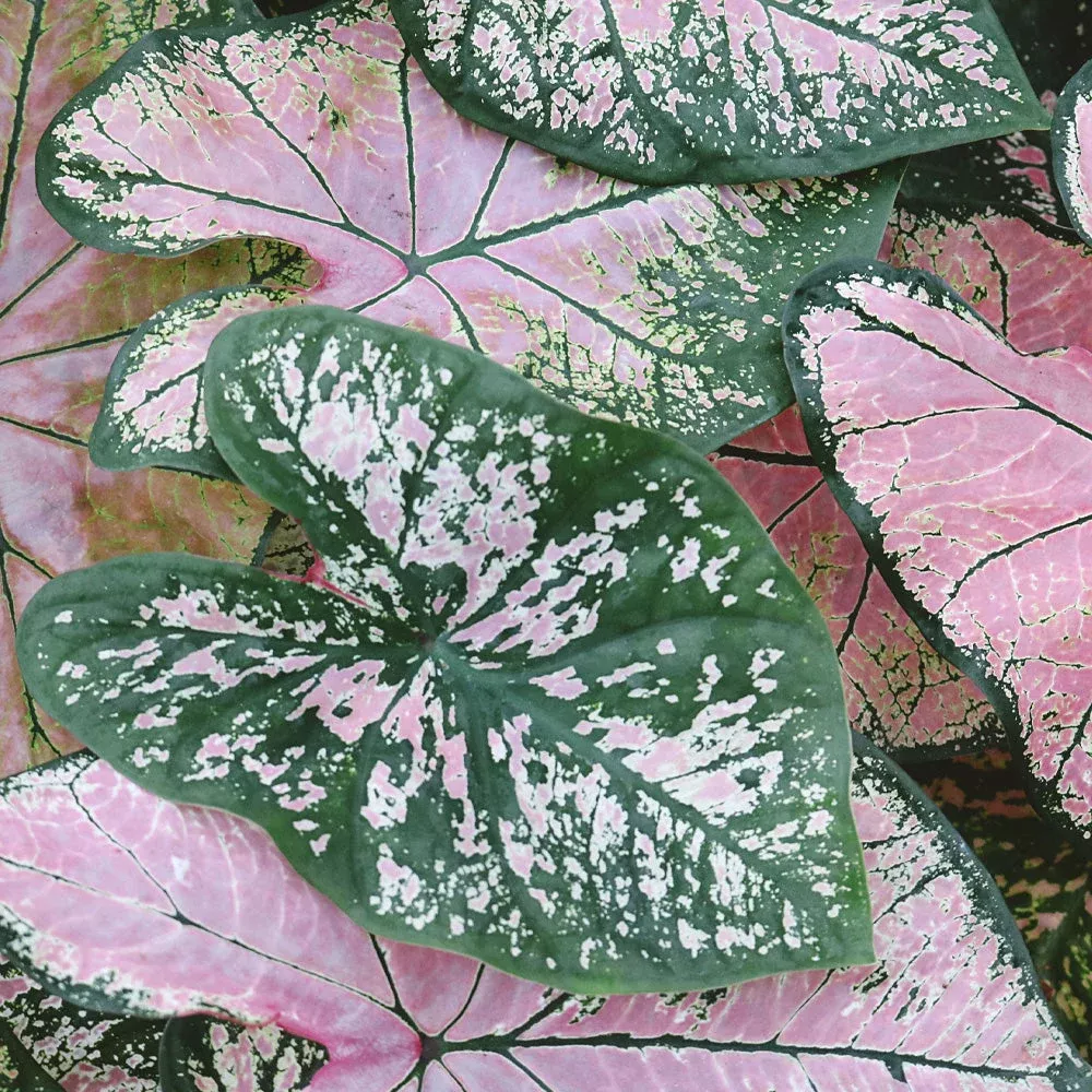 Annual 4.5″ Caladium