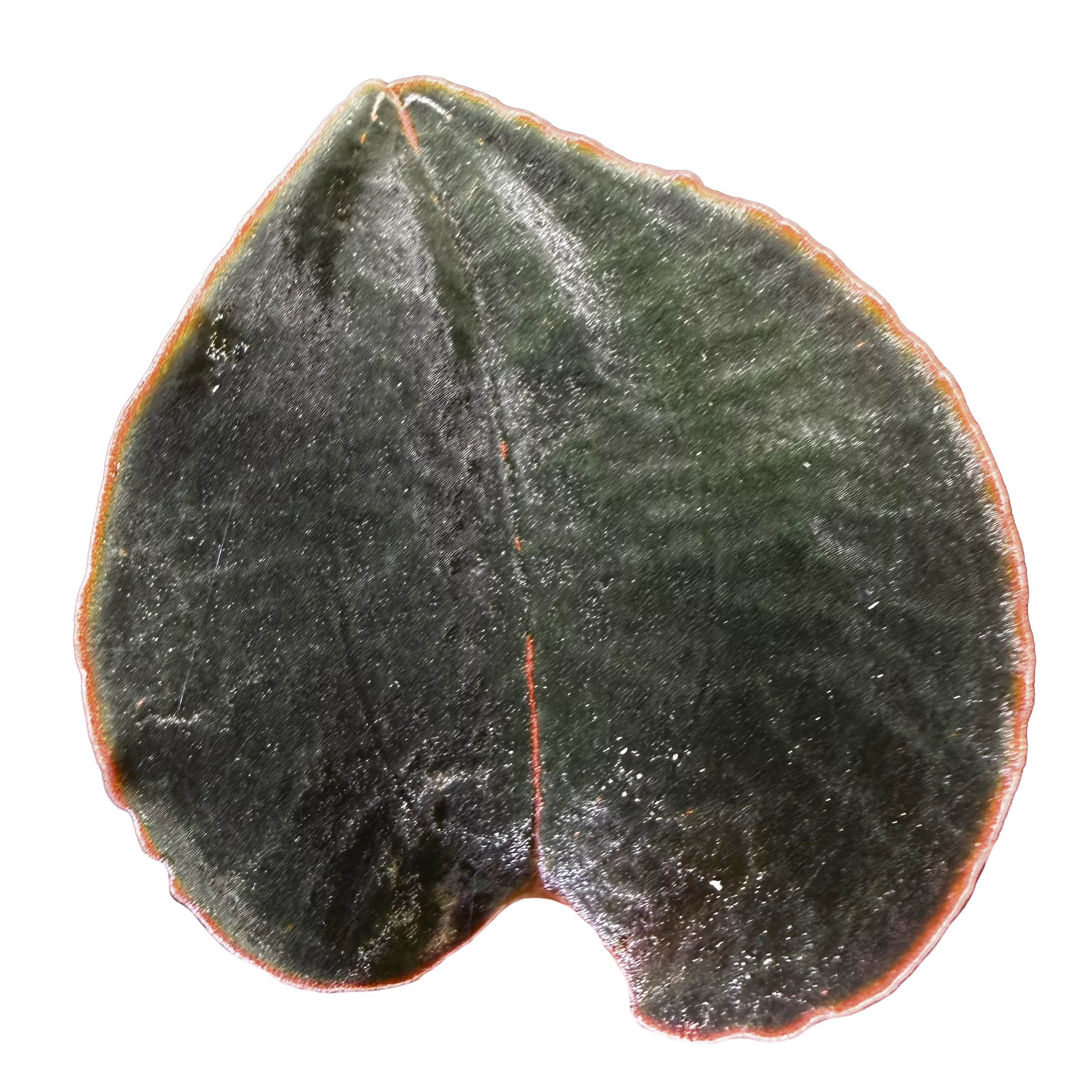Anoectochilus sp. #53