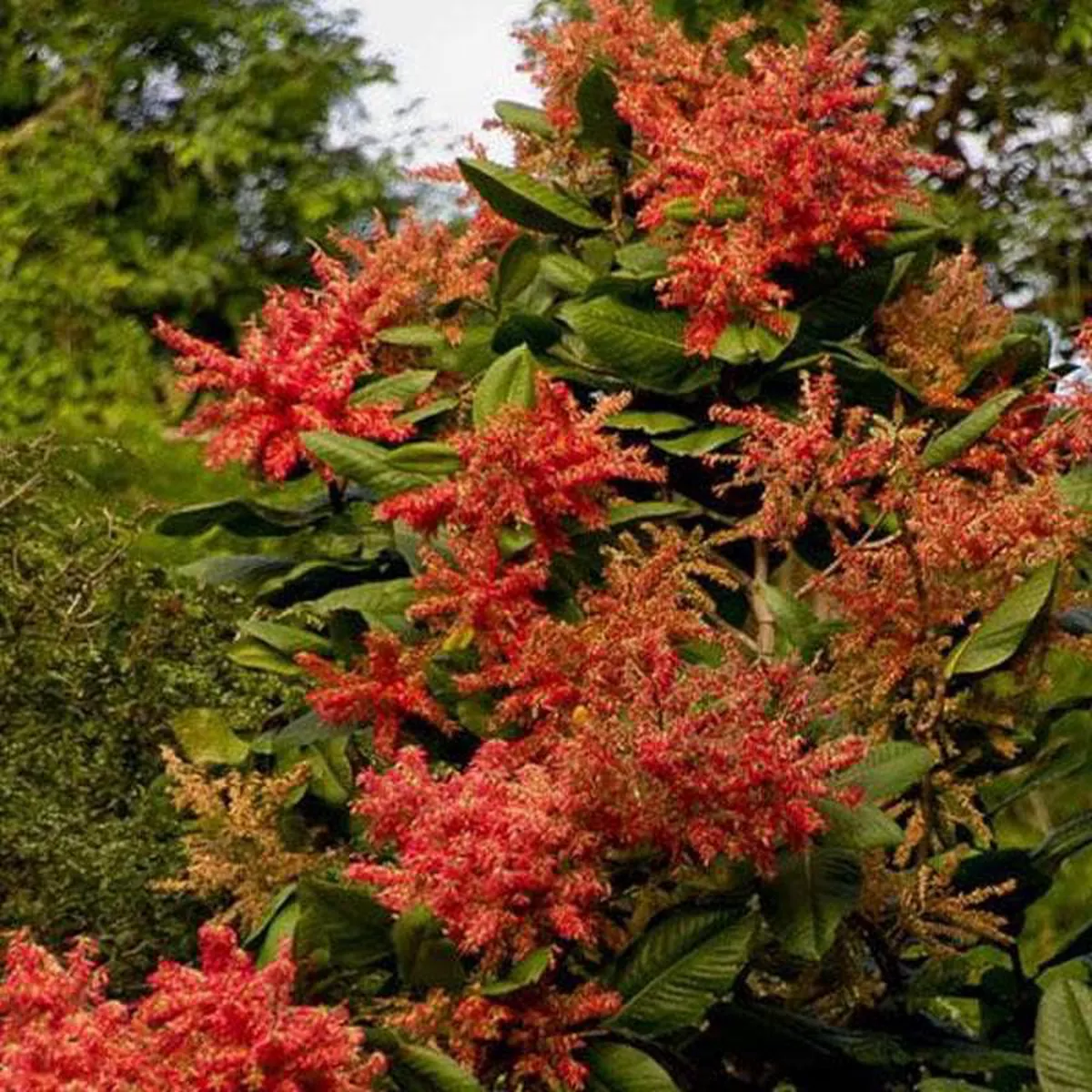 Ant Tree Triplaris Americana 8211 Plant