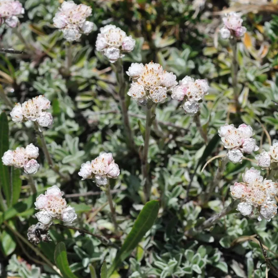 Antennaria carpatica ‘White Pussytoes’