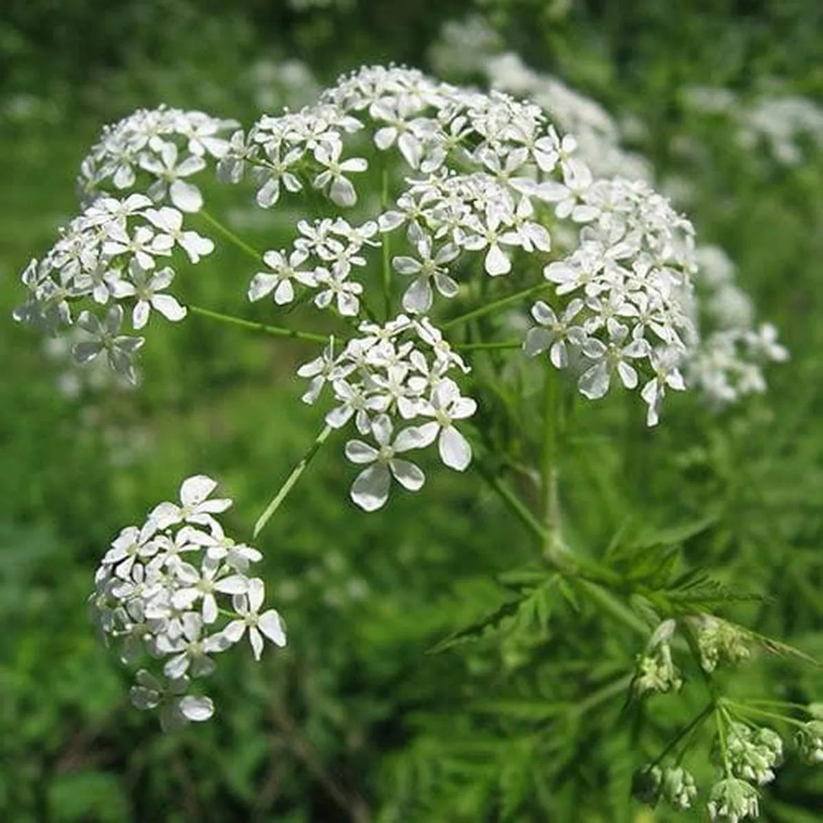 Anthriscus sylvestris – Cow Parsley 9cm Pot